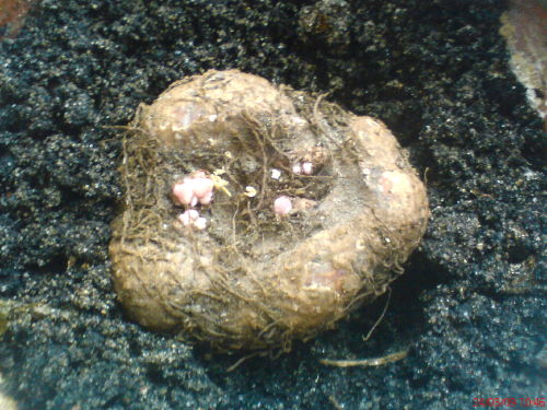 mazionta dla basiaaa